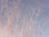 small tree branches coated in ice